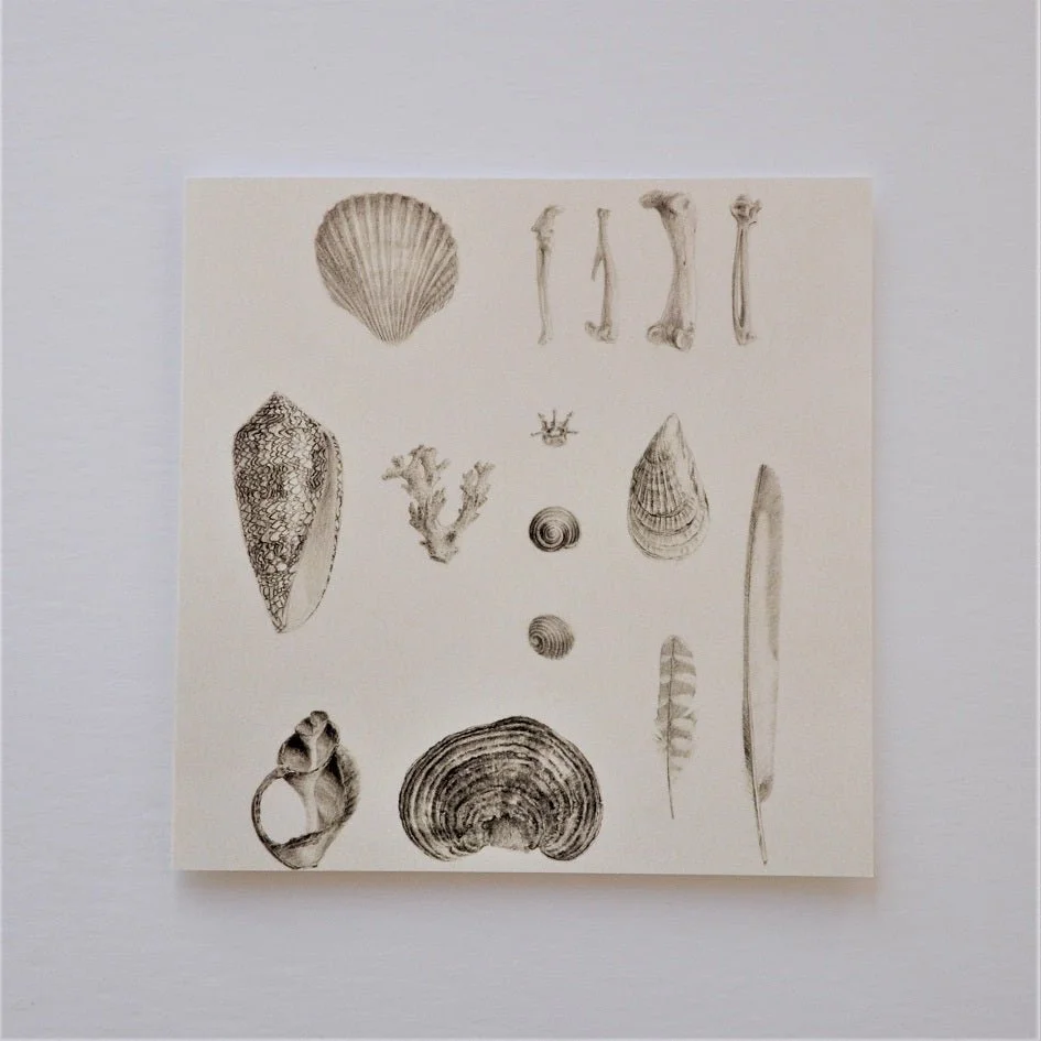 Beautiful Natural History greetings card, pencil studies of shells, seeds and a feather on cream