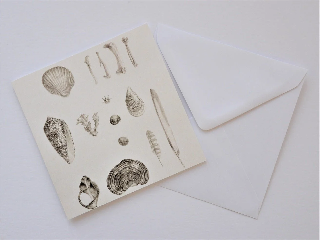 Beautiful Natural History greetings card shown at an angle with its white envelope