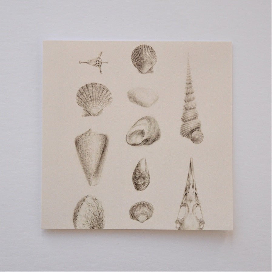 Splendid Natural History greetings card, pencil studies of shells and spiral whelks on cream