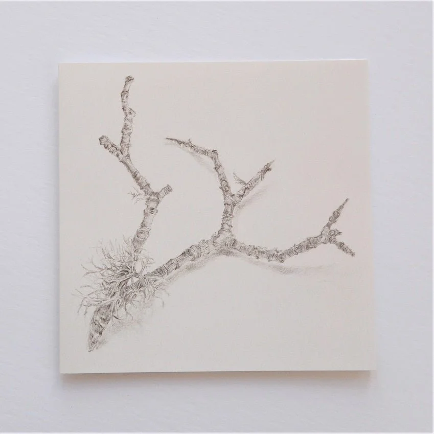 Ecology of a Twig greetings card, a pencil drawing of a bare branching twig with lichen at its base