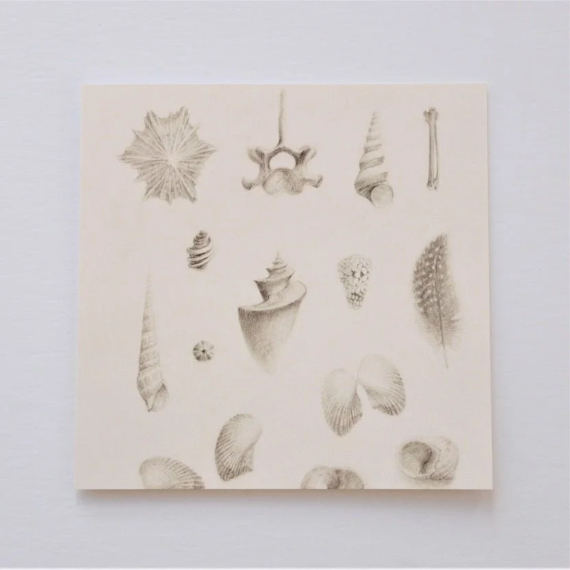 Magnificent Natural History greetings card, pencil studies of shells, feathers and small specimens