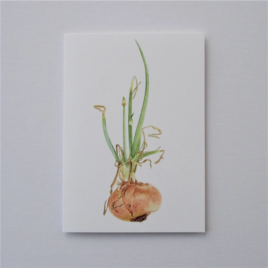 Sprouting Onion Beauty vertical greetings card, a portrait format drawing of a sprouting onion bulb