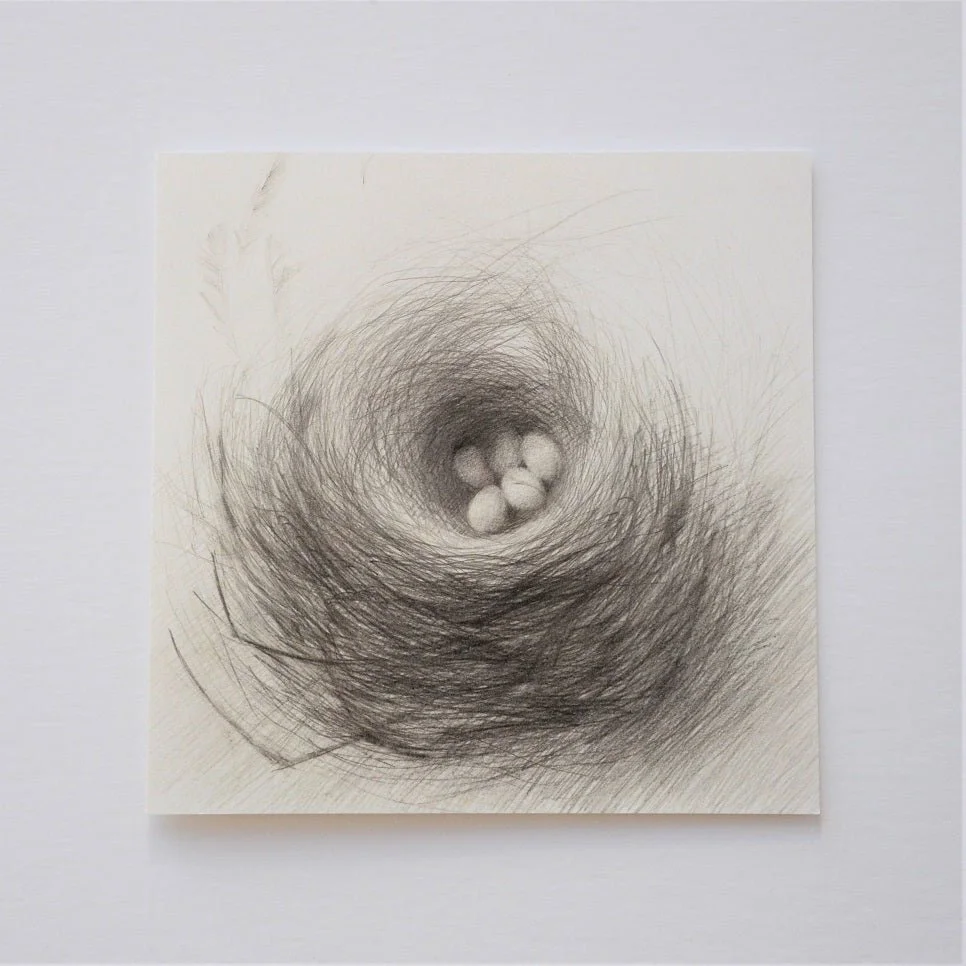 Nested Eggs greetings card, a pencil drawing of three pale eggs in a fine woven nest