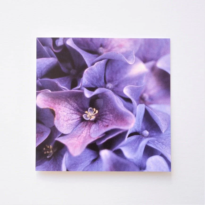 Hydrangea Purple Blue greetings card, a close photograph of violet-blue hydrangea florets