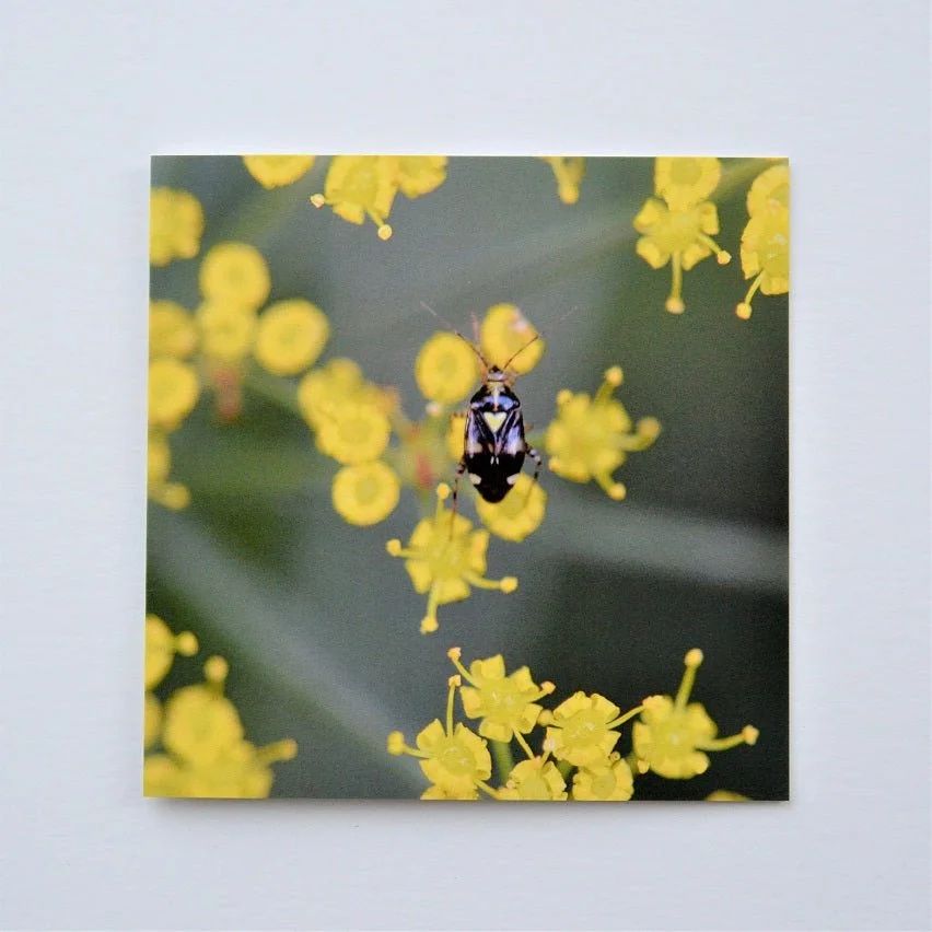 Beetle with a Heart greetings card, a small beetle resting among bright yellow mimosa flowers