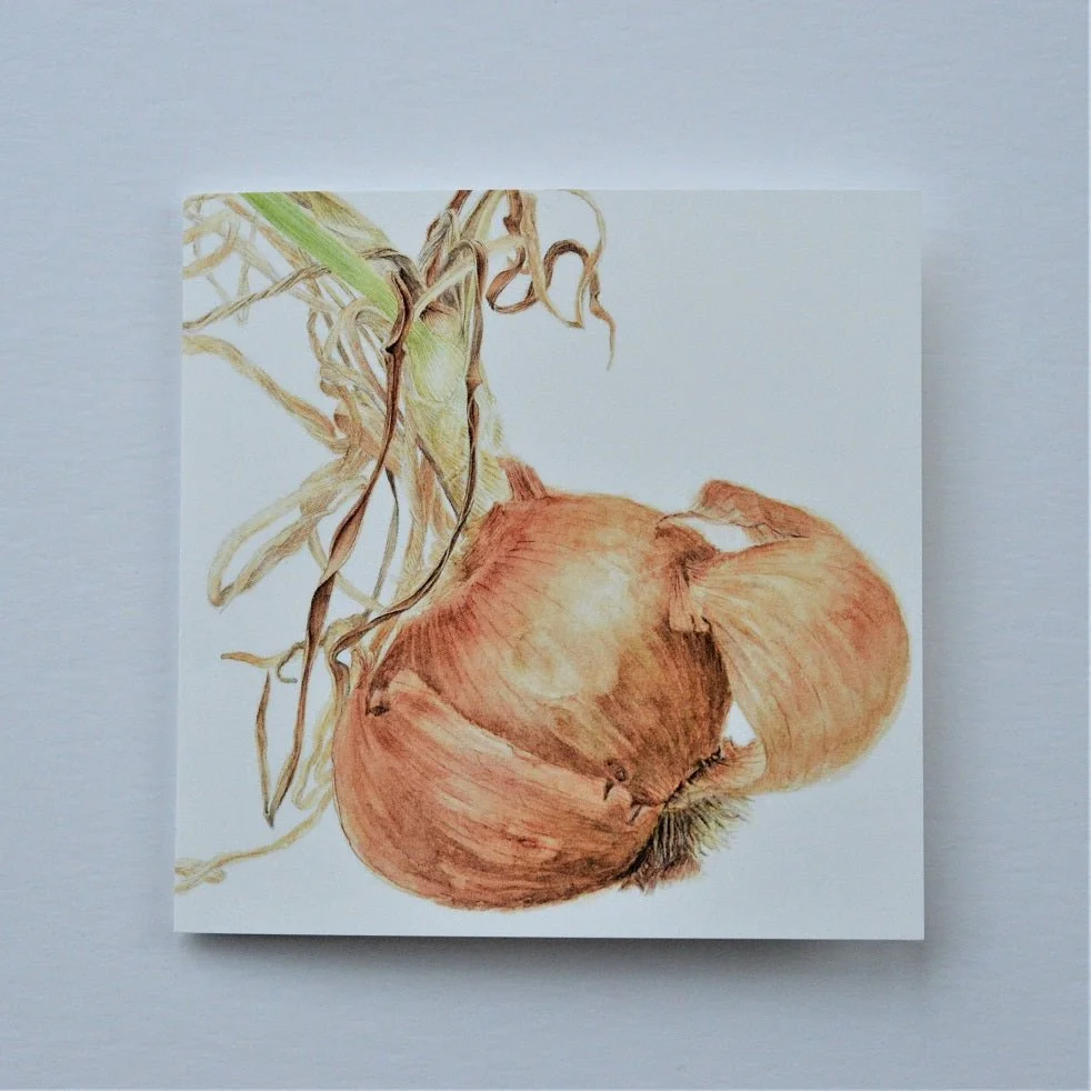 Sprouting Onion Shell greetings card, a botanical drawing of an onion lying on its side with dried shoots