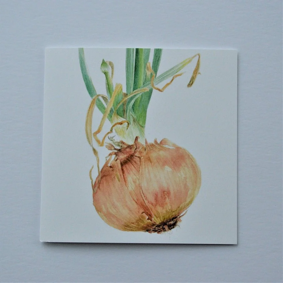 Sprouting Onion Flower Bud greetings card, a botanical drawing of an onion with a flower bud among its shoots