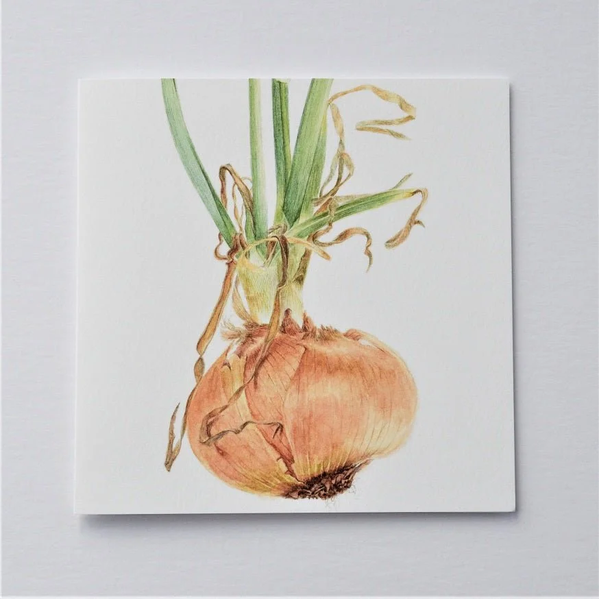 Sprouting Onion Beauty greetings card, a botanical drawing of a sprouting onion bulb