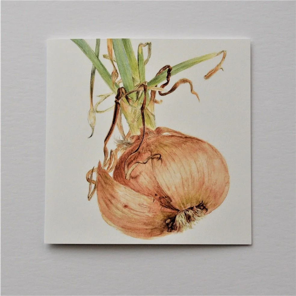 Sprouting Onion Roots greetings card, a botanical drawing of an onion with roots and green shoots