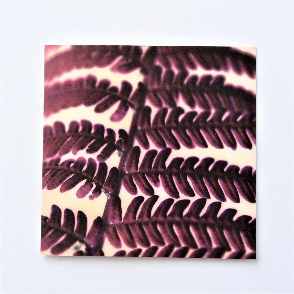 Photographic Fern greetings card, fern fronds in deep purple and cream, photographed close up