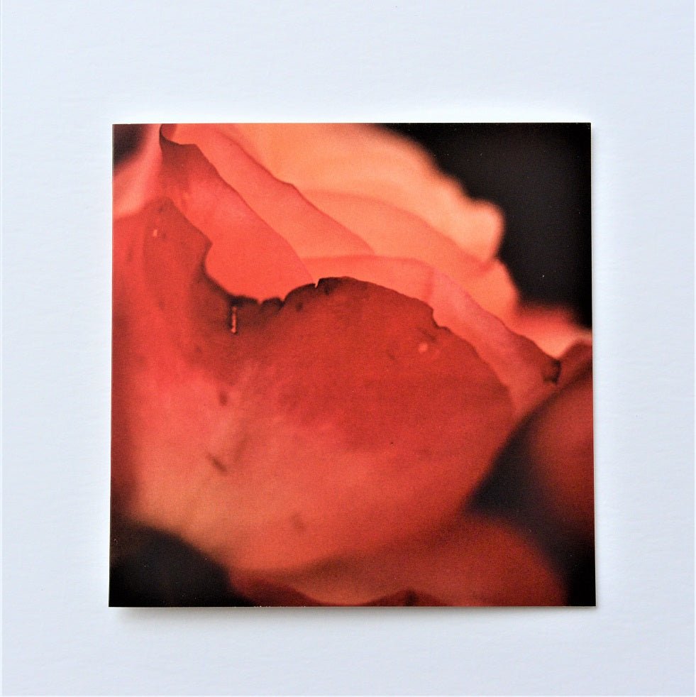 Rose Shadows greetings card, the coral petals of a rose photographed close up in deep shadow