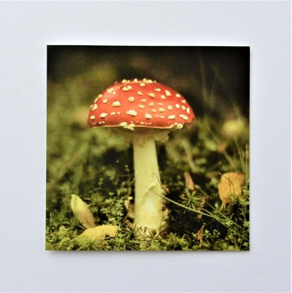 Amanita Muscaria Wales greetings card, a red and white spotted fly agaric mushroom growing in moss