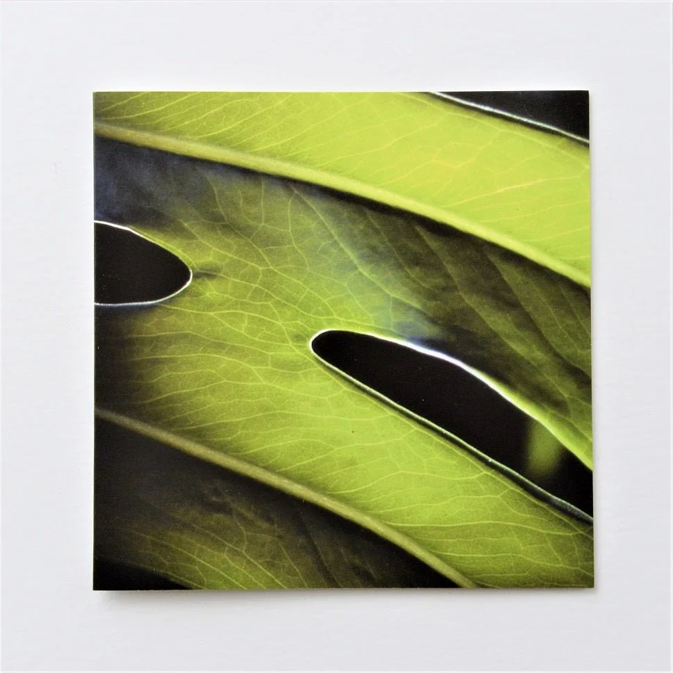 Delicious Monster greetings card, a close photograph of a monstera leaf with its dark oval openings