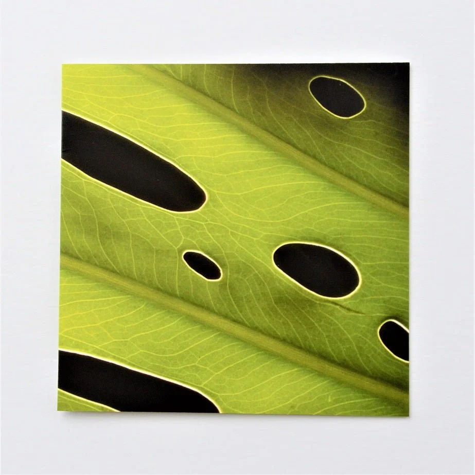 Leaf Glow greetings card, a sunlit yellow-green leaf pierced with dark oval holes