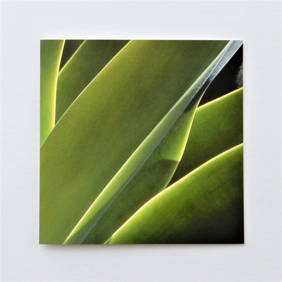 Zimbabwe Agave greetings card, the folded green blades of an agave photographed close up