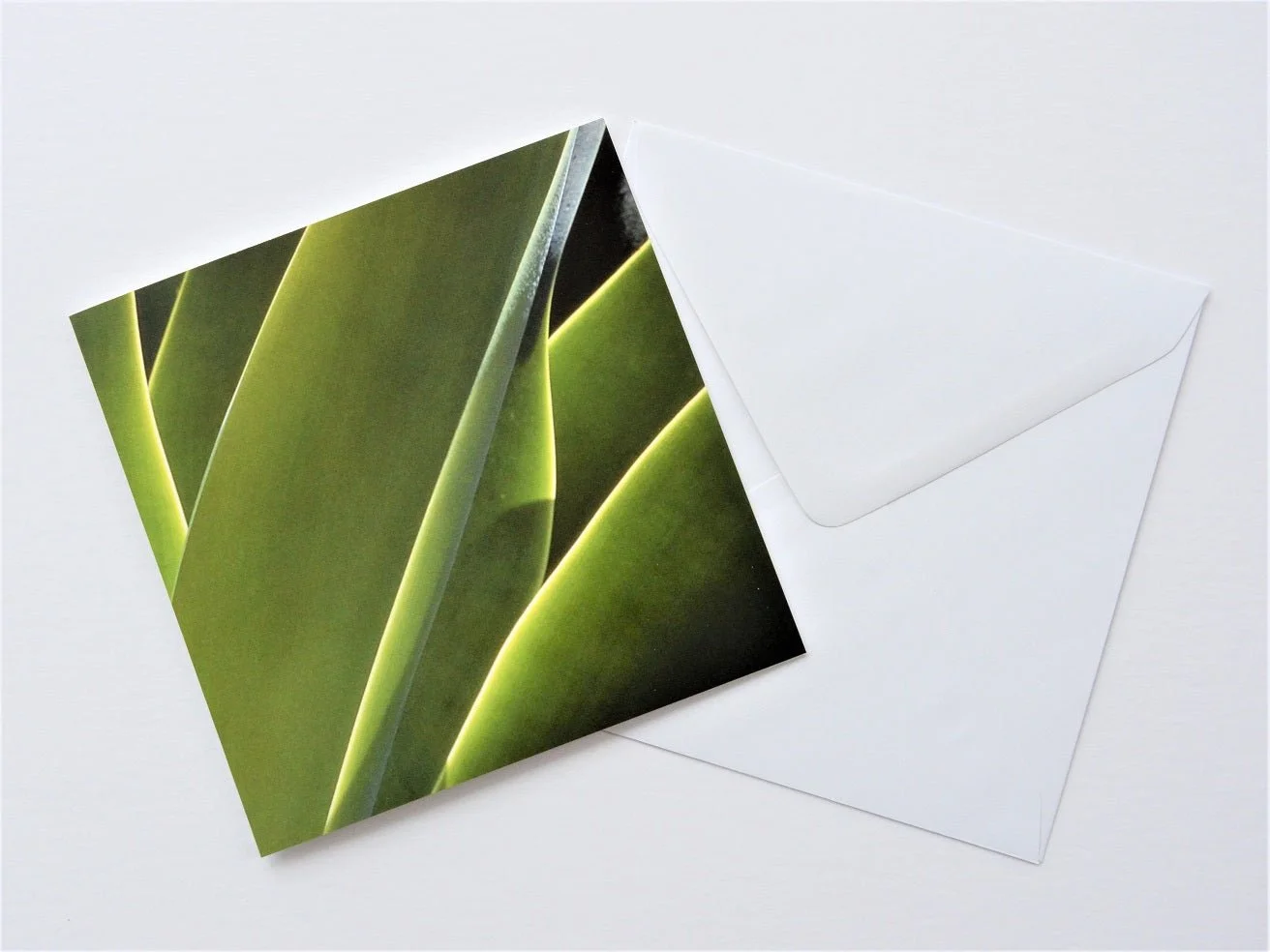 Zimbabwe Agave greetings card shown at an angle with its white envelope