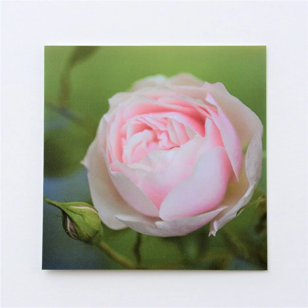 Early Summer Rose greetings card, a pale pink garden rose in bloom against green leaves