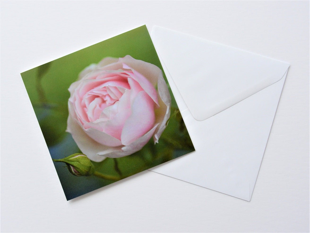 Early Summer Rose greetings card shown at an angle with its white envelope