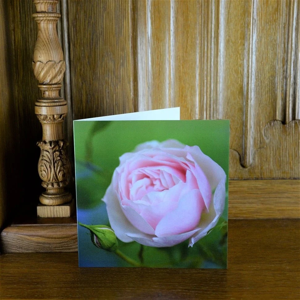 Early Summer Rose greetings card standing on a wooden mantelpiece
