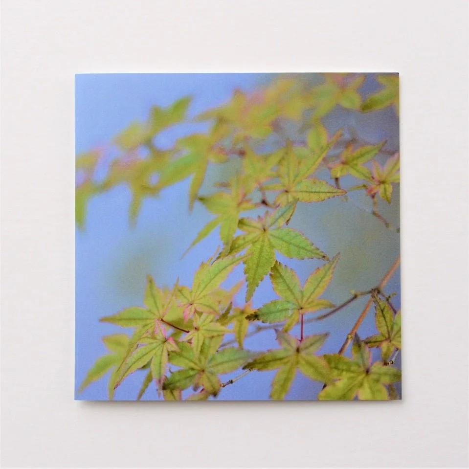 Japanese Maple Blues greetings card, green maple leaves against a soft blue sky