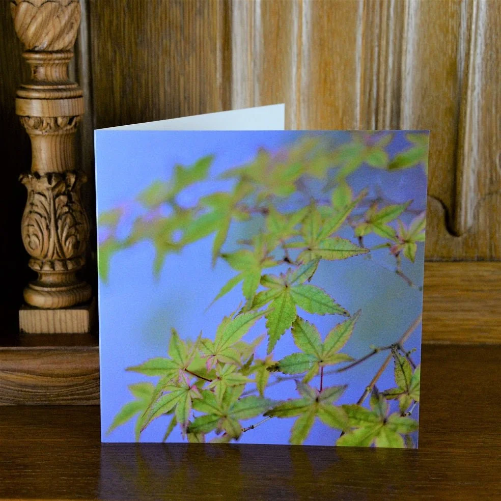 Japanese Maple Blues greetings card standing on a wooden mantelpiece