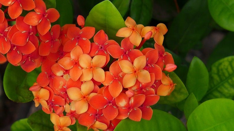 Orange and Green photographic print, a dense cluster of orange flowers against glossy green leaves