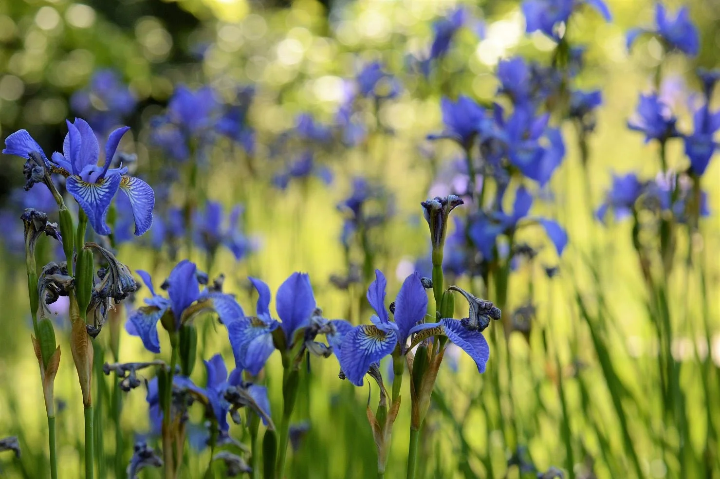 Iris Blue photographic print, blue irises flowering among sunlit grasses