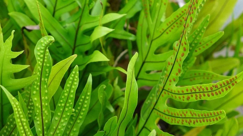 Nevis Fern photographic print, bright green fern fronds showing rows of spores on their undersides