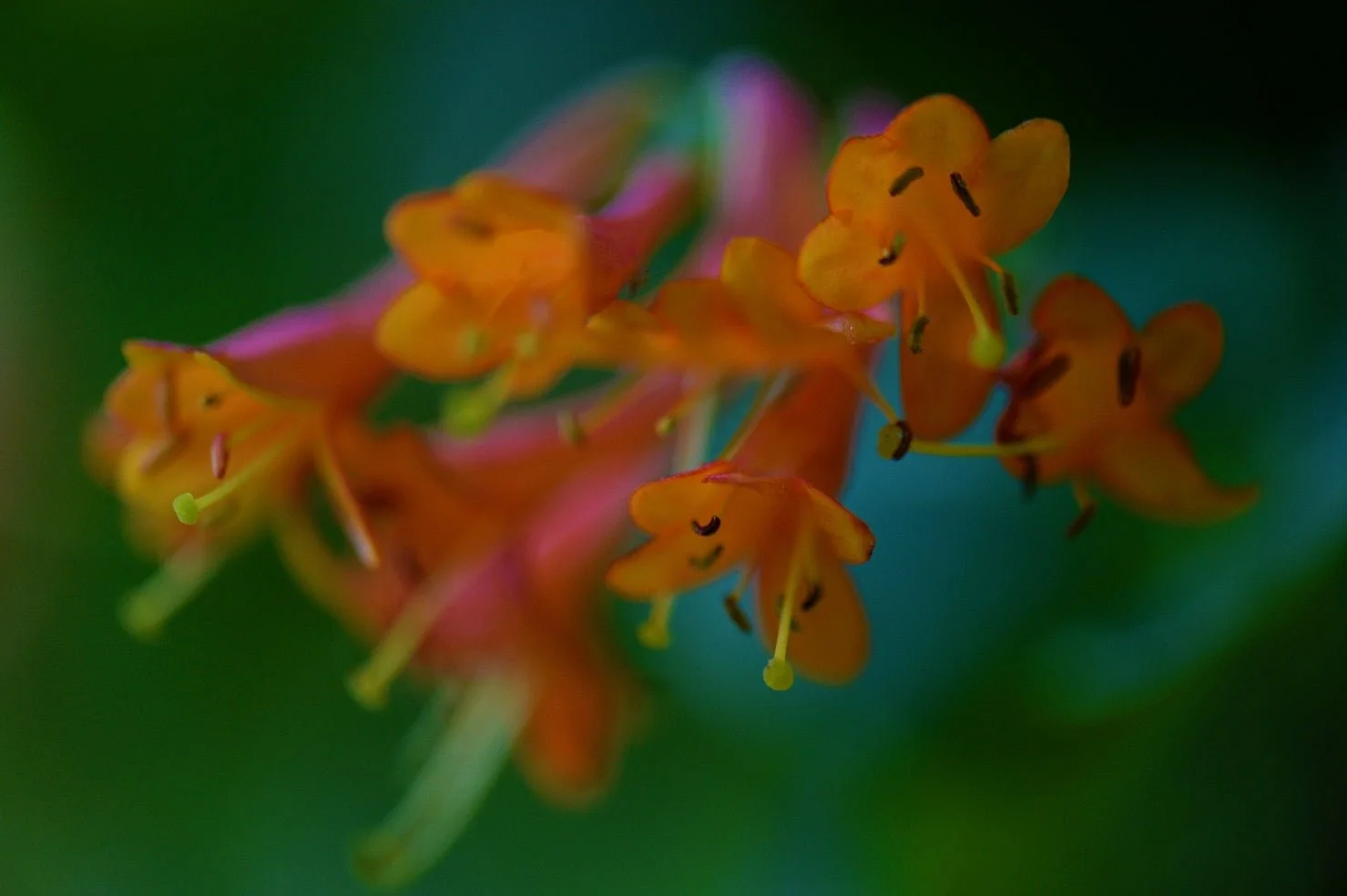 Honeysuckle Orange photographic print, orange honeysuckle trumpets opening against dark foliage