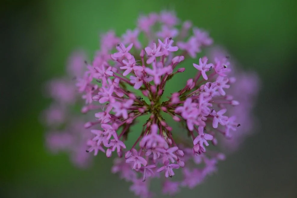 Pink and Green photographic print, a rounded head of small pink valerian flowers against green