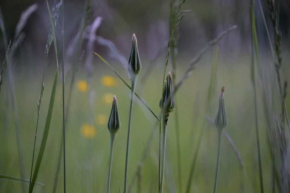 Summer Meadow print, slender grass heads and seed pods in soft focus against a misty green meadow