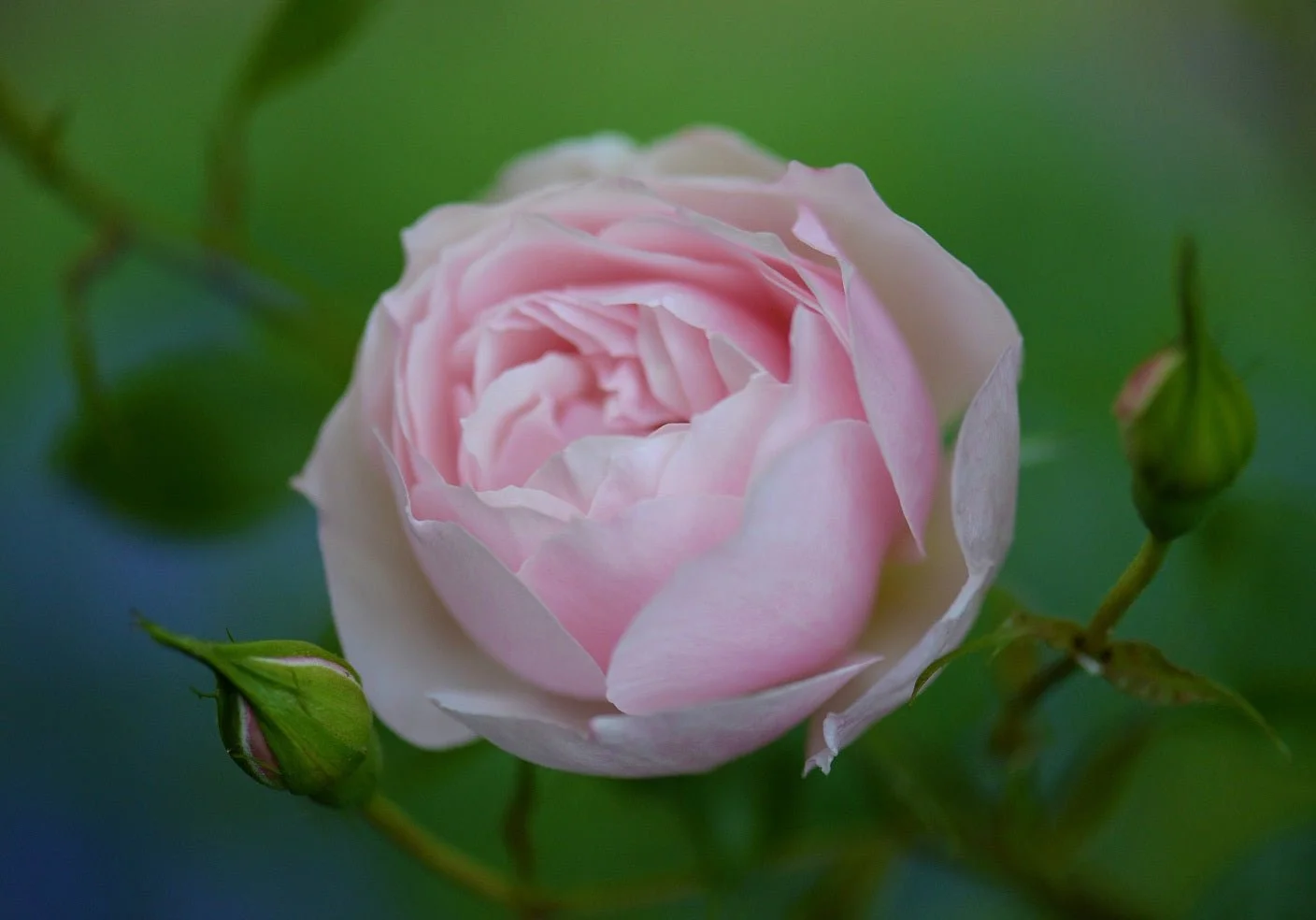 Early Summer Rose photographic print, a soft pink garden rose in full bloom against dark leaves