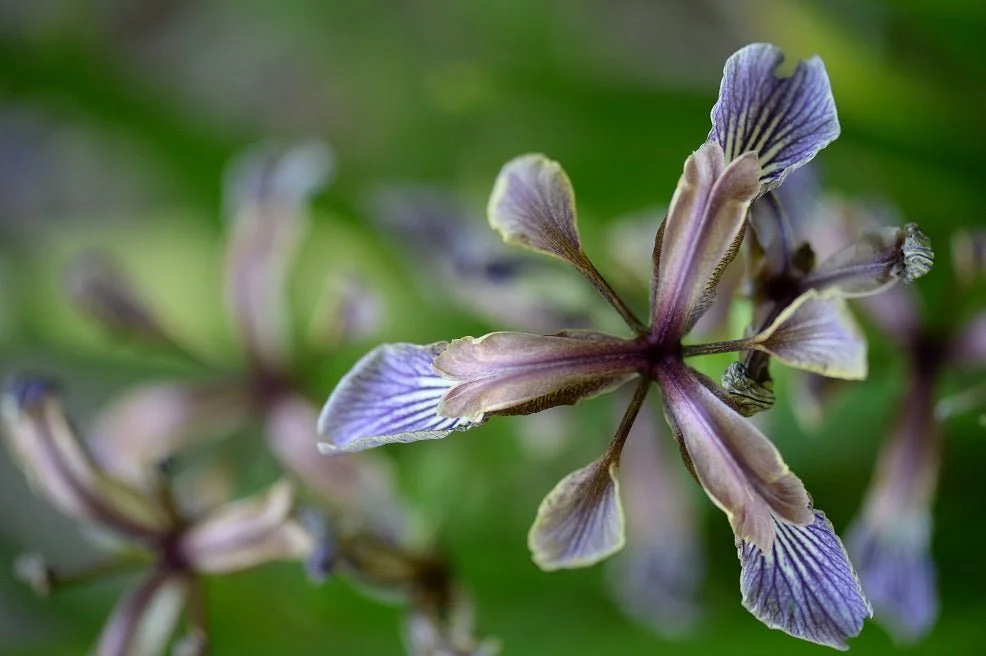 Wild Iris photographic print, a pale veined wild iris flower opening against green foliage