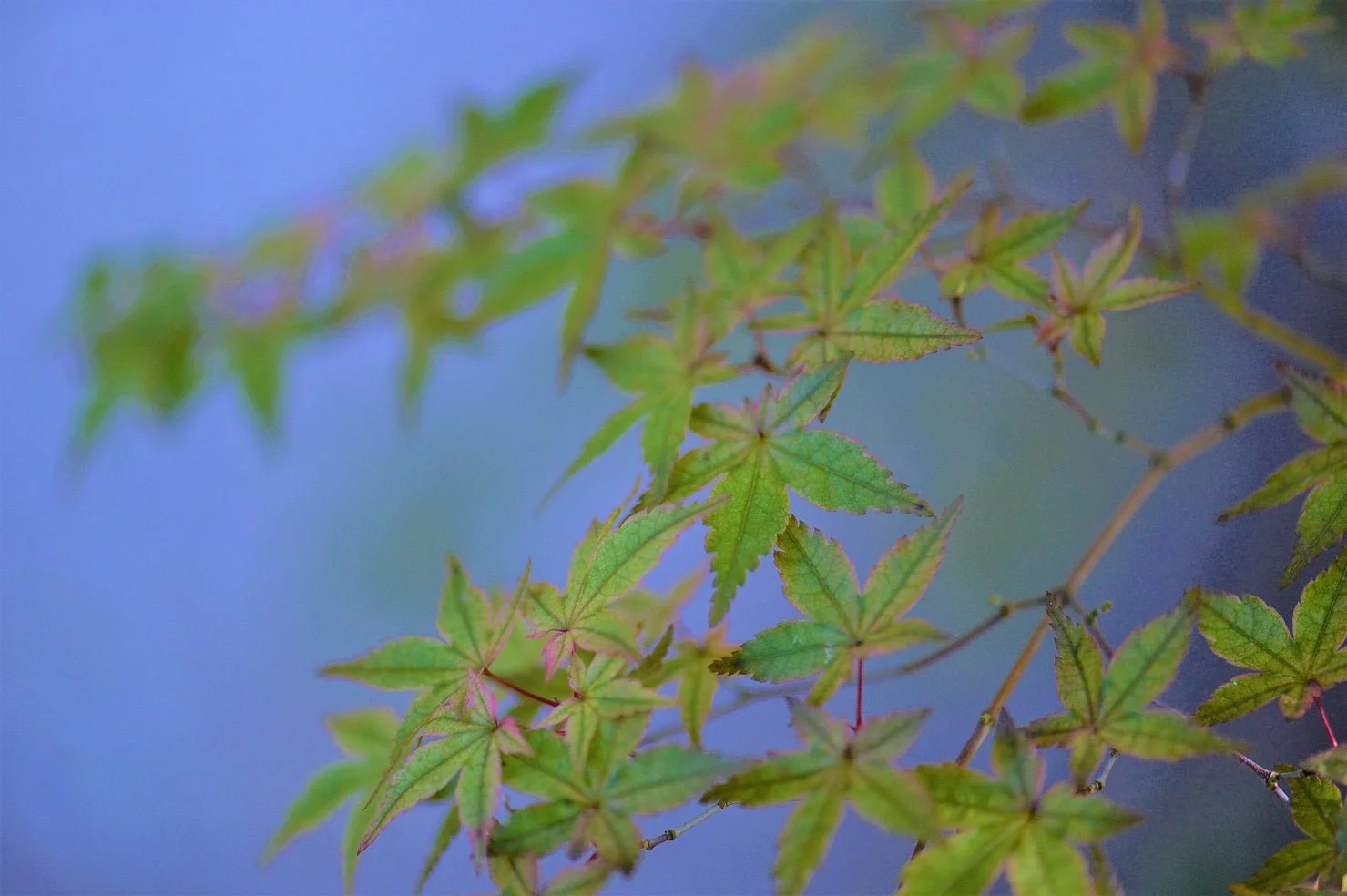 Japanese Maple Blues photographic print, fine green maple leaves against a soft blue background