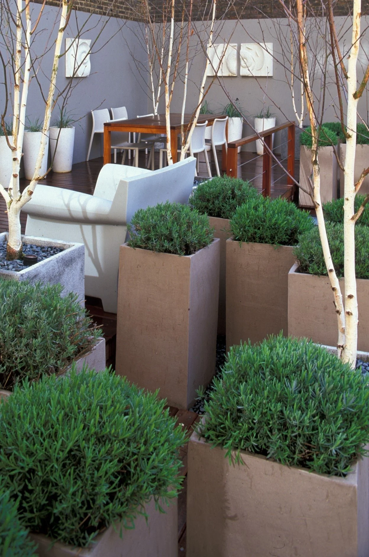 Spiralmoon wall sculpture in a planted courtyard scheme with clipped box in tall planters and birch trunks