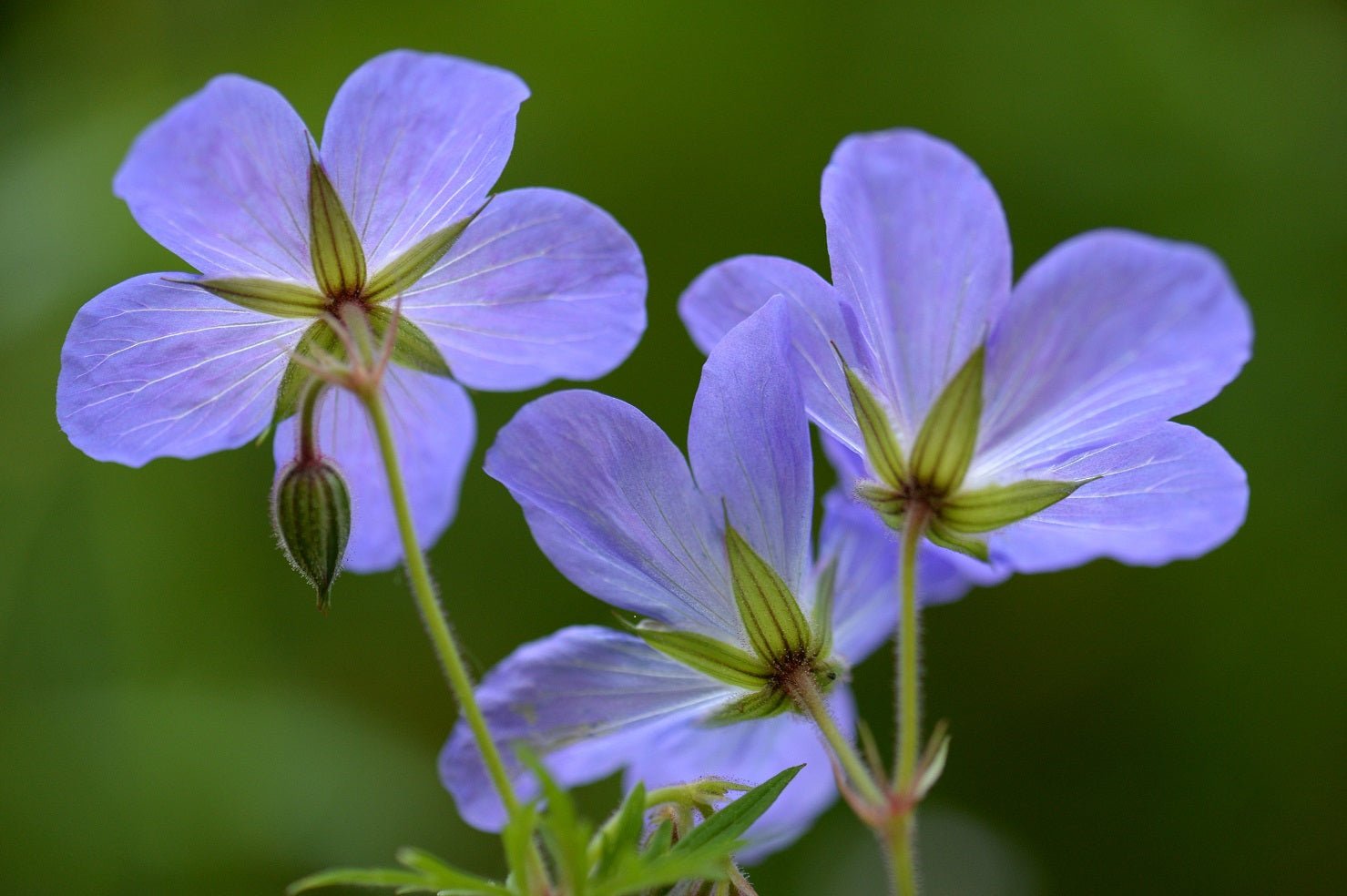 Delicate Blue photographic print, a close photograph of pale blue geranium flowers against dark foliage