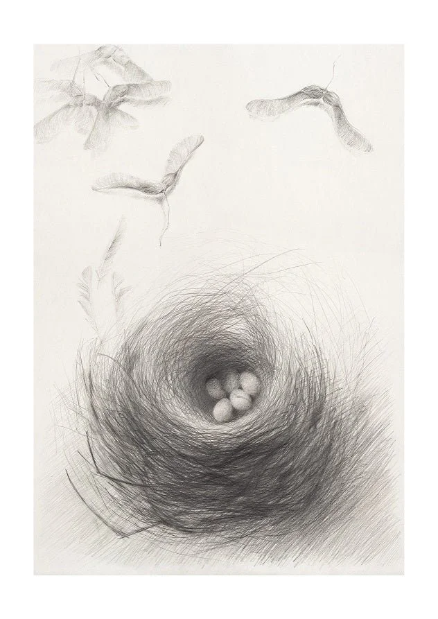 Nested Sycamore Seeds Have Two Wings print, a pencil drawing of a nest of eggs with winged seeds spinning above