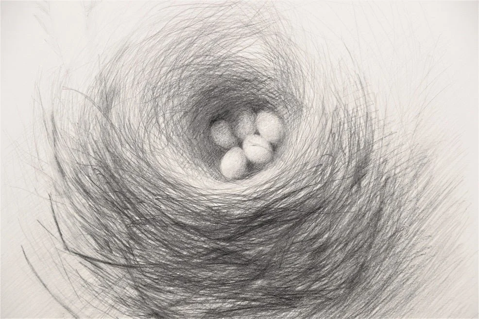 Detail of the Nested Sycamore Seeds print showing three pale eggs cradled in the drawn nest
