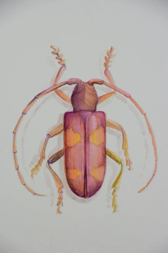Pink Beetle watercolour print, a long-horned beetle painted in pink and gold with fine antennae
