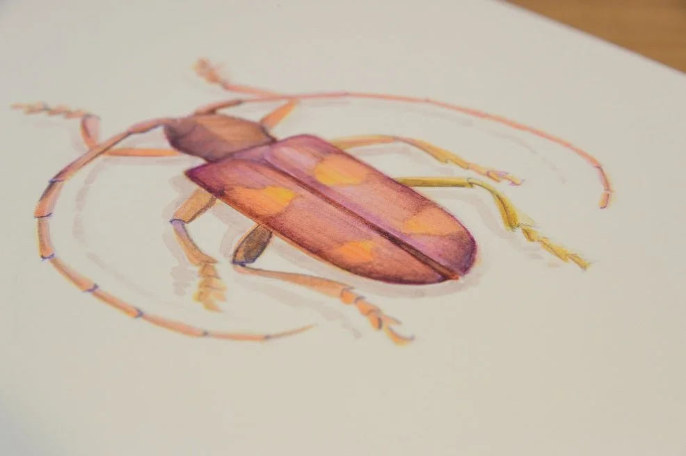 Detail of the Pink Beetle watercolour print showing the beetle's banded wing cases and long antennae