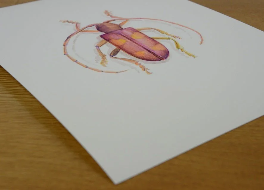 The Pink Beetle watercolour print lying at an angle on a wooden table