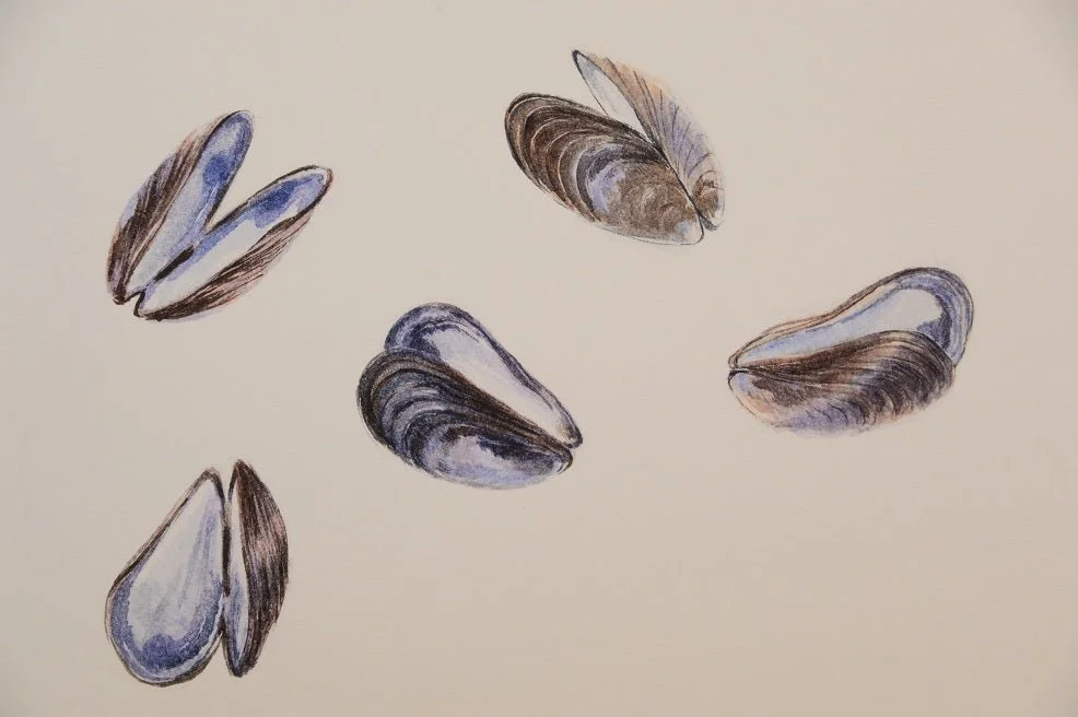 Purple Mussels watercolour print, mussel shells in blue and violet arranged across a warm cream ground