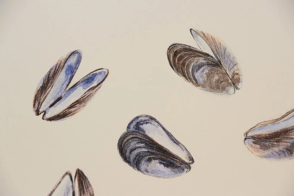 Detail of the Purple Mussels watercolour print showing the iridescent blue and brown of the shells