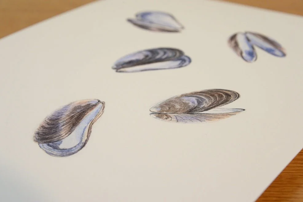 The Purple Mussels watercolour print lying at an angle on a wooden table