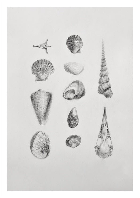 Splendid Natural History Land Sea Air print, a pencil study sheet of shells and small natural specimens