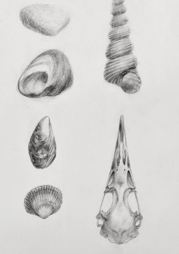 Detail of the Splendid Natural History Land Sea Air print showing pencil studies of shells and a small skull