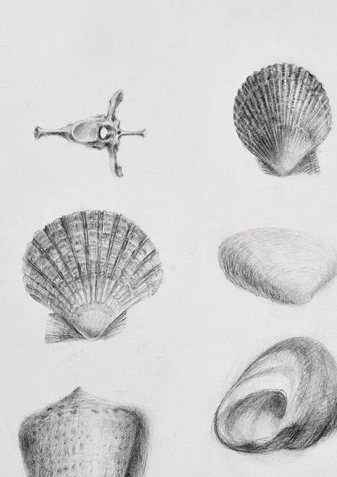 Detail of the Splendid Natural History Land Sea Air print showing a pencil scallop shell and cowries