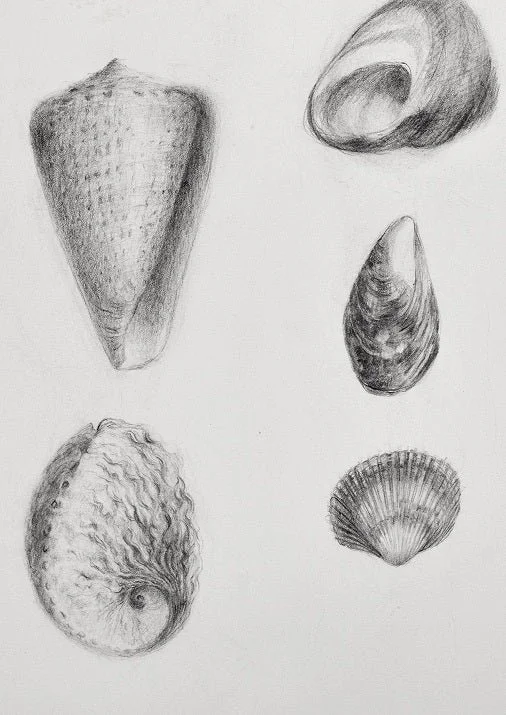 Detail of the Splendid Natural History Land Sea Air print showing pencil studies of cone and clam shells