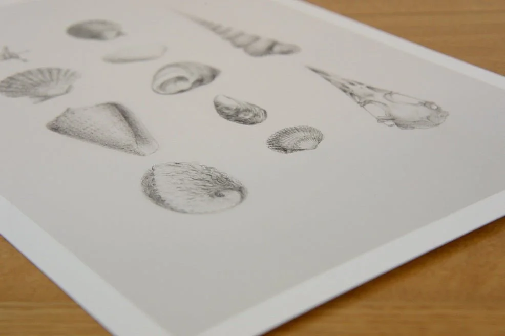The Splendid Natural History Land Sea Air print lying at an angle on a wooden table