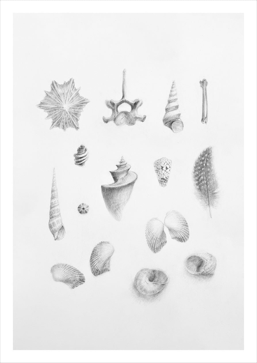 Magnificent Natural History Land Sea Air print, a pencil study sheet of shells, feathers, seeds and small specimens